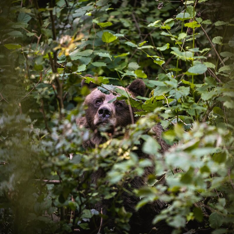 L'orso in Trentino
