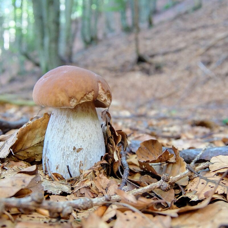 Mushroom picking